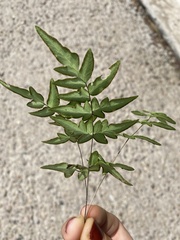 Pteridaceae