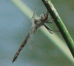 Epitheca petechialis