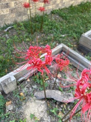 Lycoris
