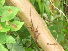 Anolis mariarum