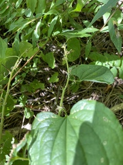 Smilax herbacea