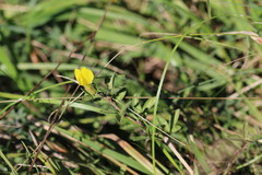 Chamaecytisus ratisbonensis