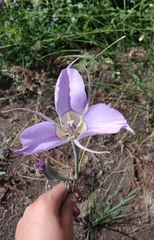 Calochortus macrocarpus