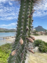 Lophocereus schottii