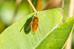 Sparnopolius confusus