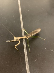 Stagmomantis carolina