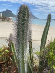 Lophocereus schottii