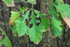 Quercus macrocarpa