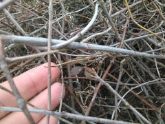 Clematis quadribracteolata