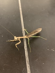 Stagmomantis carolina