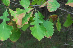 Quercus macrocarpa