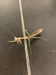 Stagmomantis carolina