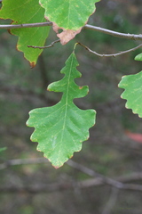 Quercus macrocarpa
