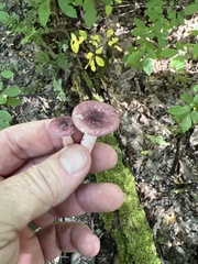 Russula mariae
