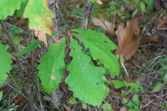 Quercus macrocarpa