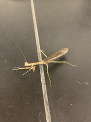 Stagmomantis carolina