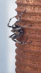 Araneus saevus