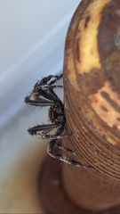 Araneus saevus