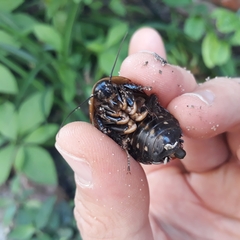 Blaberidae