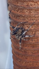 Araneus saevus