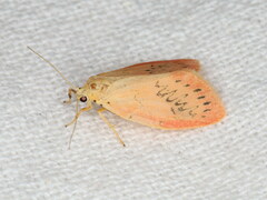 Miltochrista miniata