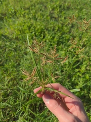 Cyperus rotundus