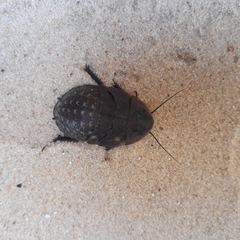Blaberidae