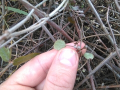 Clematis quadribracteolata