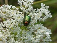 Cryptocephalus sericeus