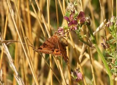 Euclidia glyphica