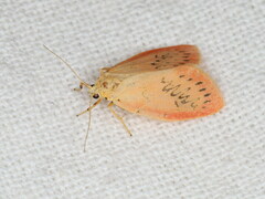 Miltochrista miniata