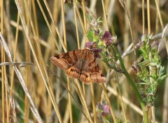 Euclidia glyphica