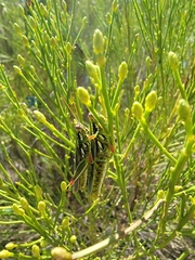 Hesperotettix viridis