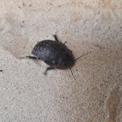 Blaberidae
