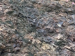 Hamadryas