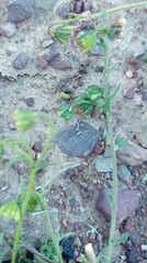 Osteospermum calendulaceum