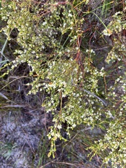 Lachnaea