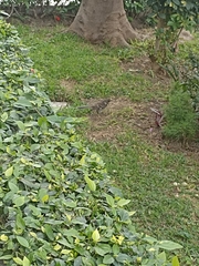Mimus longicaudatus