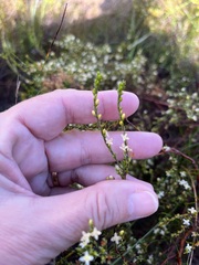 Lachnaea
