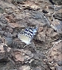 Hamadryas
