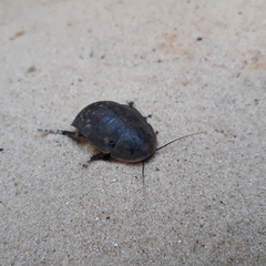 Blaberidae