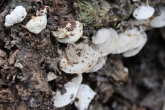Panellus pusillus