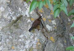 Cinclodes olrogi