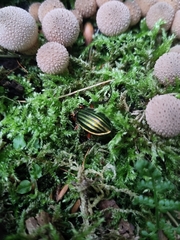 Carabus auronitens