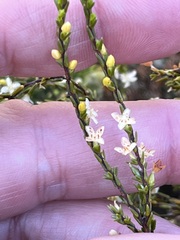 Lachnaea