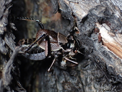 Cyphoderris monstrosa