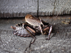 Cyphoderris monstrosa
