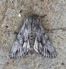 Fishia yosemitae
