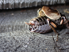 Cyphoderris monstrosa