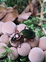 Carabus auronitens